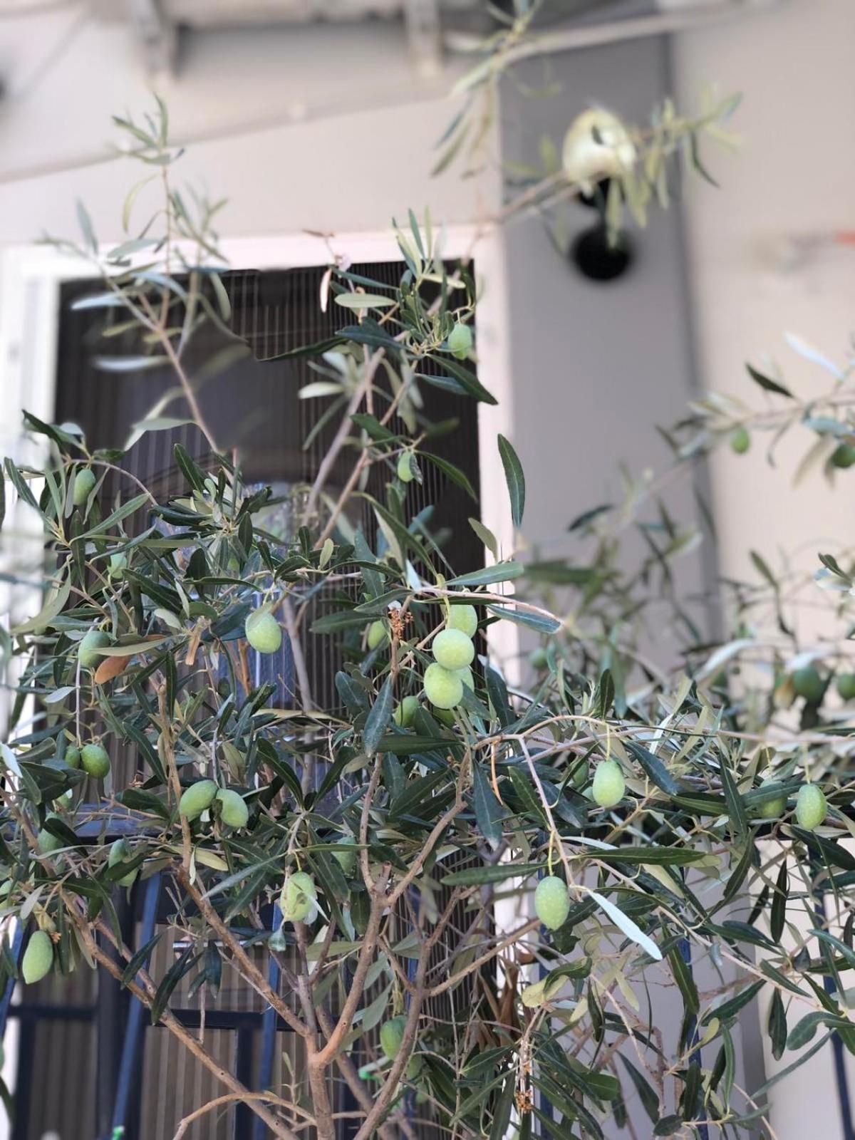 Nasos Aegina Apartment エクステリア 写真